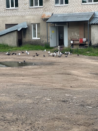 The image depicts an outdoor scene in Lyudinovo, Russia, featuring a building and a dirt ground area with a puddle. The building appears to be an apartment complex or similar structure, constructed with light-colored brick on the upper levels and concrete on the lower levels. There are several windows visible on the building's facade. A covered entranceway with a corrugated metal roof is present, leading to an open doorway. Adjacent to the entrance, a bench is placed with some items on it, including a red patterned cloth and a white bucket. Scrawled writing, "K-4M", is visible on the concrete wall above the bench.
The ground in front of the building is uneven and composed of dirt and gravel. A significant puddle of water is present on the left side of the frame. A flock of pigeons and seagulls are gathered on the ground, with some near the puddle and others scattered around the area. The surrounding environment includes patches of green grass growing along the base of the building and in the background. The overall impression is that of a utilitarian, somewhat weathered outdoor space in a residential or communal area.