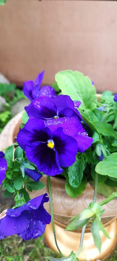 The image displays a close-up view of several vibrant purple pansies, adorned with glistening water droplets, likely from recent rain or watering. The flowers are lush and in full bloom, with prominent yellow centers on some. They are situated within a light brown ceramic pot, which has a textured, patterned rim visible in the lower portion of the frame. The background is softly blurred, with a muted brown hue at the top, suggesting an outdoor setting. Green foliage is interspersed with the flowers, contributing to the overall sense of natural beauty. The ground beneath the pot appears to be covered with grass and possibly some fallen leaves. The scene evokes a feeling of freshness and the delicate beauty of nature after a rainfall. The image does not contain any people or specific identifiable landmarks that would indicate a precise location within Лёзненскі сельскі Савет, Belarus, beyond it being an outdoor, likely garden or patio setting.