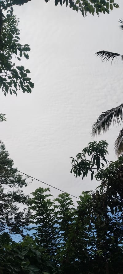 In Blangjruen, Indonesia, the image captures a view of the sky with fragmented trees in the foreground and middle ground. The sky is overcast with a thin layer of clouds, creating a muted, bright backdrop. To the left and top, lush green leaves from deciduous trees frame the scene. On the right, a palm frond extends from the upper right corner. In the lower part of the image, various trees with dense foliage, including some with smaller, serrated leaves, are visible. A dark power line stretches diagonally across the frame from the left to the center, crossing over the trees. The overall impression is one of a natural landscape viewed from below, with signs of human infrastructure intersecting with the environment.