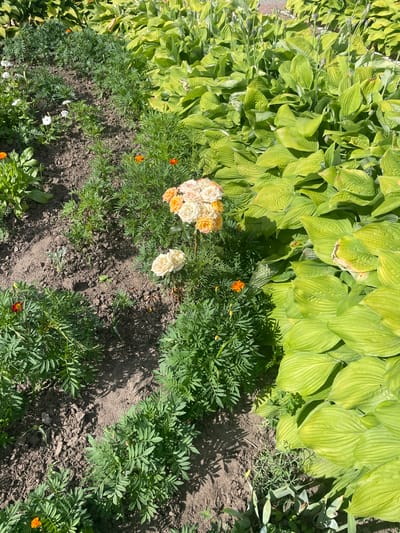 This image depicts a garden bed in the Бабовіцкі сельскі Савет, Belarus, on a sunny day. The garden features a row of green leafy plants, likely hostas, on the right side, with their large, textured leaves dominating the frame. To the left of the hostas, a border of smaller green plants with feathery leaves, possibly marigolds, is visible. In the center of the image, a small cluster of roses, with petals in shades of white, cream, and pale yellow, is in bloom. Scattered amongst the green foliage are a few bright orange marigolds. The ground is dark soil, with visible shadows cast by the plants, indicating bright sunlight. There are no people or animals present in the scene.