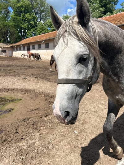 The image depicts a gray horse wearing a halter in an outdoor area in Koniovets, Bulgaria. The horse is facing towards the right. In the background, there are other horses near a building with a red roof. The ground appears to be dirt and there is a small puddle in the foreground. There are trees visible in the background.