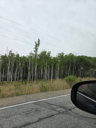 The image shows a view from a moving vehicle. The vehicle is traveling on a gray asphalt road with a white dividing line. A side-view mirror is visible in the upper right corner of the image. To the left of the road is a grassy area adjacent to a dense forest of trees with white trunks and green foliage. Power lines are also visible running parallel to the road on the left side of the image. The sky is overcast and gray. There is no clear indication of this image's location being near the city of Aur, Russia.