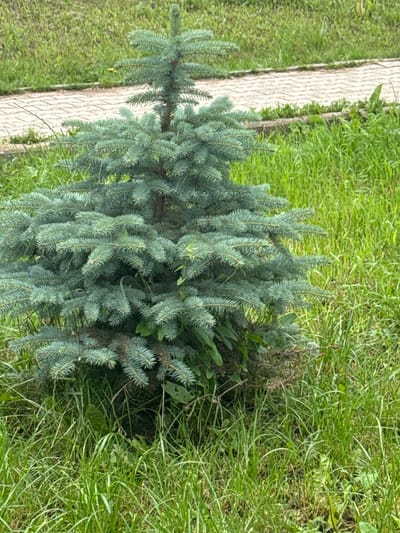 An outdoor, eye-level, medium shot captures a small, dense blue spruce tree situated in lush green grass. The tree's needles are a vibrant blue-green, and its branches are full and well-formed, giving it a compact, rounded appearance. Behind the tree, a paved walkway, constructed of light-colored rectangular stones arranged in a basket-weave pattern, runs horizontally across the frame. The grass extends beyond the walkway, creating a natural, unmanicured border. The overall environment suggests a park, garden, or residential area within the city of Chastyye, Russia. There are no people or animals visible in the image, and no discernible actions or interactions are taking place. The lighting is even, indicating an overcast or diffused daylight condition, with no harsh shadows. The focus is sharp on the tree and its immediate surroundings, with the background slightly softened.