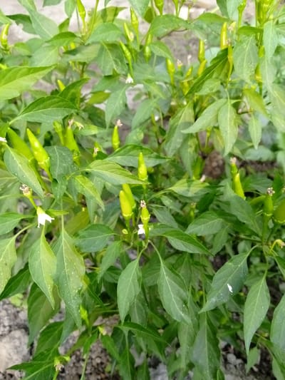 This image shows a close-up view of a green chili pepper plant with several small green chili peppers and white flowers. The plant is lush with vibrant green leaves. The ground beneath the plant appears to be dry soil. The scene is likely outdoors in a garden or agricultural setting, possibly in Buyrak, Uzbekistan, given the context. There are no people visible in the image.