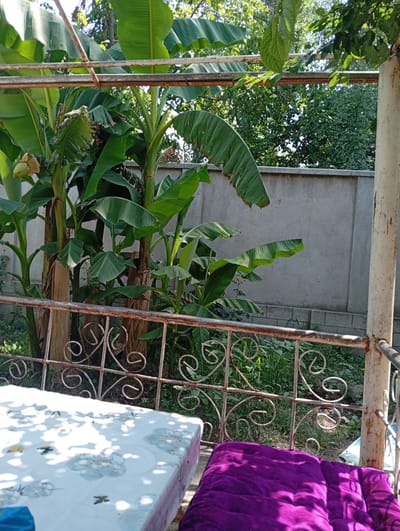 A view from a covered patio overlooks a garden area with banana trees and a concrete wall. In the foreground, a table covered with a white tablecloth featuring floral and butterfly patterns is visible, along with a plush purple cushion. A rusty metal railing with decorative scrollwork separates the patio from the garden. The banana trees are lush and green, with some bearing small green fruits. Sunlight filters through the leaves, casting dappled shadows. The setting appears to be a residential backyard in a warm climate. The time of day is likely daytime, with bright sunlight. There are no visible people or text in the image. The overall atmosphere is one of a tranquil outdoor space.