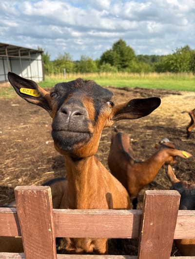 A close-up, eye-level, vertical shot captures a brown goat with black markings on its head, facing the camera and appearing to be behind a wooden fence. The goat's ears are prominent, with a yellow tag displaying the number "1129" on its left ear. The goat's nose and mouth are in focus, with a textured snout. In the background, other brown goats are visible, some with yellow tags. The environment appears to be an outdoor enclosure with dry grass and dirt on the ground. A simple, light-colored metal structure with a peaked roof and open sides is situated in the background to the left, suggesting a farm or animal shelter. The sky is partly cloudy with a mix of blue and white clouds. The overall lighting suggests it is daytime. The exact location in the city of Gor'kovskoe, Russia is not discernible from the image itself.