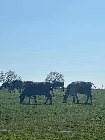 A landscape oriented, medium shot photograph depicts several cows grazing in a green field under a clear blue sky. The cows are arranged in a line, receding into the distance, interspersed with bare trees. The composition is divided between the sky on the left and the grassy field on the right. A fence is visible in the upper right. The location is presumed to be Makariopolsko, Bulgaria.