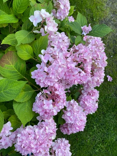 A close-up, eye-level view captures a cluster of pink hydrangeas in a garden setting. The hydrangeas are the primary subject, with their dense, rounded flower heads in varying shades of pink and some lighter, almost white blooms. Lush green leaves with serrated edges surround the flowers, with a few showing signs of browning on the edges. The background consists of a well-maintained green lawn, typical of a residential area. No people are visible in the image, and no specific landmarks or indicators of Liuboml, Ukraine, are present. The scene appears to be an outdoor garden on a bright day, with natural lighting illuminating the flowers and foliage.