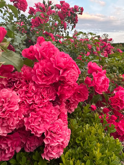 A close-up, eye-level outdoor shot captures a dense cluster of bright pink roses in full bloom. The roses are the primary subject, with their layered petals and vibrant color dominating the frame. Interspersed among the roses are dark green leaves and the occasional unopened bud. In the background, the foliage continues, creating a lush, floral hedge. Beyond the roses and greenery, a cloudy sky with hints of pale sunset colors is visible, suggesting late afternoon or early evening. The scene is situated in the town of Heinebach, Germany, identifiable by the natural setting. No people or specific actions are depicted; the image focuses solely on the botanical display.