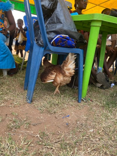 An outdoor scene in Itobe, Nigeria, depicts a gathering under a yellow and green canopy tent, with sparse grass and reddish-brown dirt covering the ground. In the foreground, a brown chicken with lighter brown and white feathers is walking from left to right, partially obscured by the leg of a blue plastic chair. Above the chicken, a blue plastic chair supports a crumpled black plastic bag and a folded blue fabric with a white patterned design.
To the left, a person is seated, wearing a blue garment and a patterned top, with a watch on their wrist. Behind them, a young child in a patterned yellow and blue dress holds a clear plastic bag. A pile of green bananas is visible on the ground near the seated person's feet.
To the right, a green plastic table is visible, under which additional people are seated. One person wears sunglasses and earrings, with a portion of their upper body visible under the yellow canopy. Feet and lower legs of multiple individuals, some with sandals or flip-flops, are visible under the table and chairs. A black handbag with a chain strap rests on the ground under the table, alongside a small blue bottle and a black flip-flop. Scattered debris, including small pieces of blue plastic and a grey object, are on the ground.