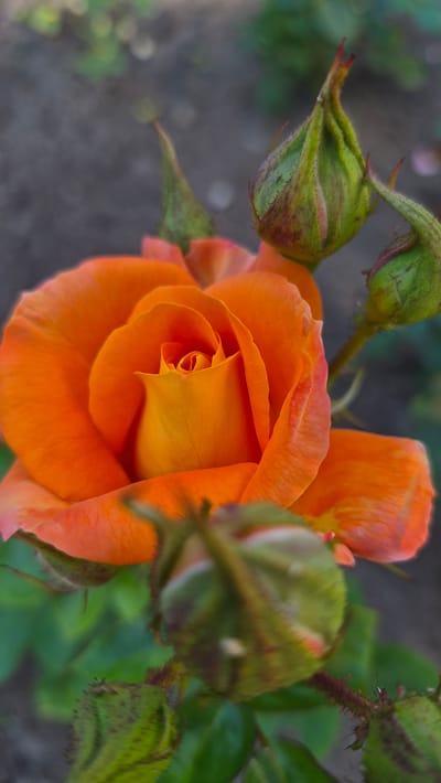 The image shows a close-up, vertical shot of an orange rose in bloom. The rose is the primary subject, positioned slightly to the left of center. Its petals are a vibrant orange, transitioning to a lighter yellow towards the center. The rosebud is unfurling, revealing its tightly coiled inner petals. Surrounding the blooming rose are several green rosebuds in various stages of development. Some buds are still tightly closed, while others show hints of the petals within. The background is blurred, with a dark, grayish-brown texture that appears to be soil, and hints of green foliage. The lighting suggests it is daytime, possibly late afternoon or early morning, with soft light illuminating the rose. The image is sharp on the rose and its immediate surroundings, with a shallow depth of field that blurs the background. The scene appears to be outdoors in a garden setting. There are no people or animals visible in the image. The location is described as Ļūbaste 0001, Latvia.