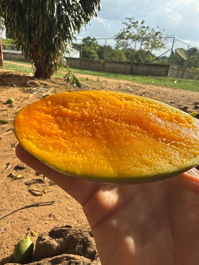 The image presents a half-section of a ripe mango, held in a hand, against a backdrop of a dirt ground and vegetation. The mango's flesh is a vibrant gradient of yellow and orange hues. The background includes trees, a fence, and a glimpse of what may be a building structure. The location is El Bajío, Venezuela.