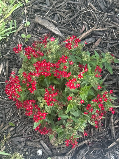 A top-down, medium shot captures a cluster of bright red, star-shaped flowers with green foliage, nestled amongst dark brown mulch in Delray Beach, United States. The mulch is composed of rough, elongated wood chips with some lighter-colored, elongated pieces mixed in. In the upper left corner, a few blades of bright green grass are visible, slightly out of focus. No people or animals are present in the image.