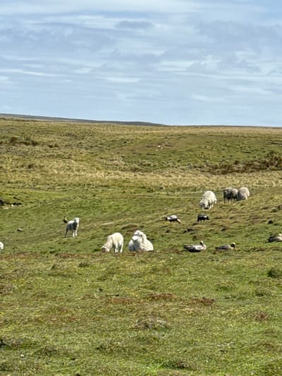 A landscape featuring a grassy field under a partly cloudy sky. A flock of sheep dots the terrain. Some appear dark, possibly due to coloration or shadows. Several birds are interspersed among the sheep, adding a touch of avian diversity to the scene. The field transitions into a horizon line under the sky.