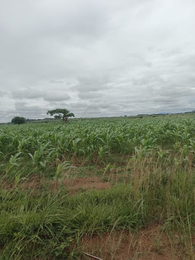 This image captures a vast agricultural landscape in North Ropp, Nigeria, under a heavily overcast sky. The foreground is dominated by tall, green grass and some dry stalks, with patches of brown earth visible. Beyond this, a sprawling field of young corn plants stretches towards the horizon. In the middle ground, a large, mature tree with a broad canopy stands prominently, with another smaller tree visible to its left. The background shows rolling hills and more distant vegetation, all under a thick layer of grey clouds that obscure the sun. No people are present in the image.