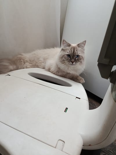 A fluffy, light-colored cat with blue eyes is lying on top of a white, possibly plastic, object. The cat's fur is long and appears to be a mix of cream and light brown. The object the cat is resting on is curved and has some visible seams and indentations. In the background, a white curtain or fabric is visible to the left, and a light-colored wall or large appliance is to the right. The floor appears to be made of wood planks. The overall setting suggests an indoor environment. The image does not provide any information about the city of Shishkin Les, Russia.