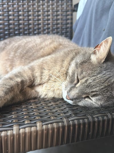A gray tabby cat sleeps on a wicker chair in Prosena, Bulgaria. The cat is curled up with its eyes closed and its head resting on the chair. The wicker chair is dark brown and has a woven pattern. A gray blanket is visible in the background.