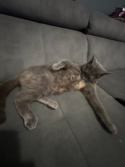 A medium shot shows a grey cat lying on a grey sofa. The cat is grooming itself, with its head turned towards its side and its paw raised to its face. The sofa appears to be in a home environment, with a portion of a folded blanket visible in the upper right corner of the image. The lighting is dim, suggesting it is nighttime or indoors with low light. The image is taken from a slightly elevated angle.