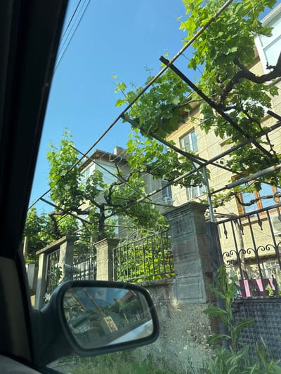 The image presents a residential street view in Novi Pazar, Bulgaria, captured from within a vehicle. The left side of the frame is bordered by the dark interior molding of the car window. A rearview mirror, located in the bottom-left corner, reflects the face of an individual with dark hair and a beard, along with interior car elements and a red object with discernible text, possibly "БОБ".
Dominating the midground is an extensive grapevine trellis system, consisting of robust metal poles and horizontal supports. Thick, gnarled grapevine trunks and branches are trained along this structure, supporting a dense canopy of vibrant green leaves, indicative of mature growth.
Behind the trellis, two multi-story residential buildings are visible under a clear, bright blue sky. The building on the right features a light yellow-beige facade with multiple white-framed windows, some incorporating brown wooden accents. An exterior air conditioning unit is mounted below a window on this building. The building on the left, partially obscured by foliage, also displays a light-colored facade and white windows, with its roofline and a chimney visible against the sky.
A decorative fence separates the properties from the street. It comprises concrete pillars and black wrought-iron sections adorned with scrolled motifs. A house number "17" is faintly visible on a plaque attached to one of the concrete pillars. A mailbox is positioned on a post near the left end of the fence. The ground immediately in front of the fence is unpaved, showing exposed dirt, gravel, and miscellaneous green weeds. Overhead utility lines are present against the clear blue sky in the upper left. The scene is illuminated by direct sunlight, indicating a daytime setting.