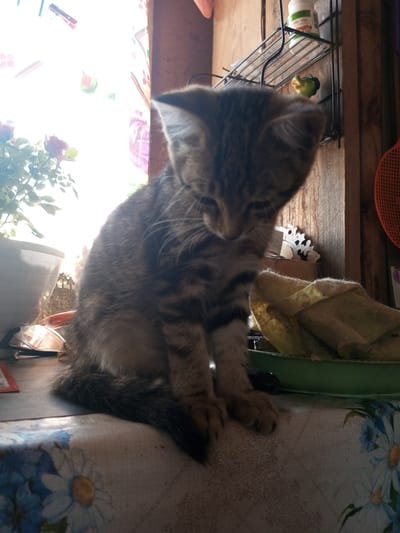 A young, grey tabby kitten is sitting on a patterned tablecloth, with its head bowed. The kitten is in the foreground, with a blurred background that includes a window with light streaming through, a potted plant, and some shelves with items on them. The image appears to be taken indoors, possibly in a home. The location is Zavyalovo, Russia.