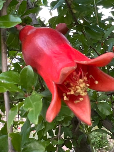 A close-up, low-angle shot captures a vibrant red pomegranate flower in bloom, hanging from a leafy branch. The flower's bell-shaped petals unfurl, revealing a cluster of delicate yellow stamens at its center. Lush green leaves surround the bloom, creating a natural backdrop. The background is blurred, suggesting an outdoor environment with hints of sunlight filtering through the foliage. The image is framed tightly on the flower, emphasizing its intricate details and vivid color. The location in Ленинское сельское поселение, Ukraine, is not discernible from the visual information provided in the image.