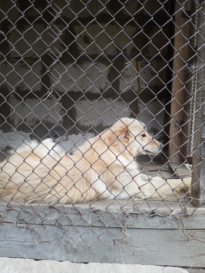 A light-colored dog with a fluffy coat is lying down inside a chain-link fence enclosure. The dog is facing to the right, with its head turned to look sideways. The enclosure appears to be made of rough wooden planks and a concrete base. The background is a rough, textured wall. The image was taken in Shostka, Ukraine.