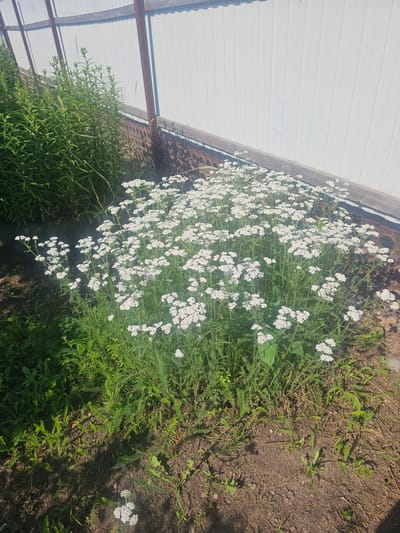 The image shows a patch of white yarrow flowers growing in front of a white corrugated metal wall, possibly part of a greenhouse or shed. Tall green plants are visible to the left of the yarrow, and bare soil with some scattered green weeds is in the foreground and to the right. The sun is shining, casting shadows on the ground. The scene is outdoors, likely in a garden or rural setting. The location is specified as Georgievka, Russia.