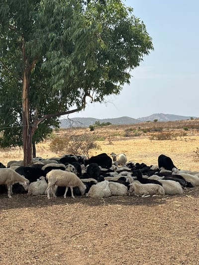 A flock of sheep is gathered for shade under a large eucalyptus tree in a dry, grassy field. The sheep are a mix of black and white, with some having patchy markings. They are lying down and standing close together, seeking relief from the sun. In the background, rolling hills covered in dry vegetation and sparse bushes stretch towards a hazy sky. The ground in the foreground is a mixture of dry soil and scattered straw. The scene suggests a rural, Mediterranean landscape, possibly in or around the town of Villaputzu, Italy, given its typical arid climate and vegetation. There are no people visible in the image.