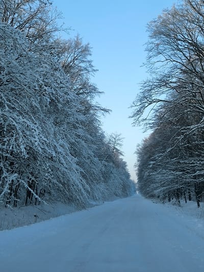 A snow-covered path stretches into the distance, flanked by trees laden with snow on either side. The branches form a dense canopy overhead, creating a tunnel effect. The sky above is a pale blue. The snow on the ground and trees is bright white. The trees are dark against the snow, particularly those on the right. The scene evokes a sense of quiet isolation.