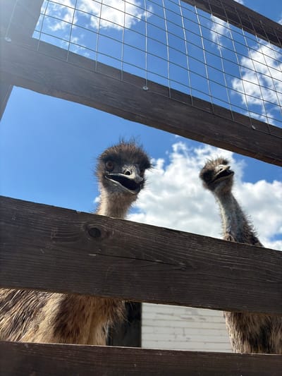The image presents a unique low-angle perspective of two emus peering down through a wooden fence. The camera is positioned looking upwards, framing the emus against a bright, clear blue sky adorned with scattered white clouds, suggesting a sunny daytime setting.
In the foreground, the head and neck of one emu are prominently featured, positioned slightly to the right. Its dark, shaggy feathers, distinct eye, and wide-open beak are clearly visible, conveying an expression of curiosity or possibly vocalization. Further back and to the left, the head and neck of a second emu can be seen, partially obscured and less in focus, also looking downwards through the enclosure.
The structure of the fence is evident, composed of thick, dark wooden planks and sections of wire mesh. The wooden elements create strong vertical lines that partially frame the scene and the emus. The wire mesh is particularly visible on the left side, contrasting with the blue sky. Sunlight illuminates the scene, highlighting the textures of the emus' feathers and the grain of the wood.
No human subjects or visible text are present in the image. The setting is an outdoor animal enclosure, consistent with a farm or zoo, and the specified location context is Gay-Kodzor, Russia. The emus' direct gaze and open beaks imply an active engagement with their surroundings or perhaps with the person taking the photograph.
