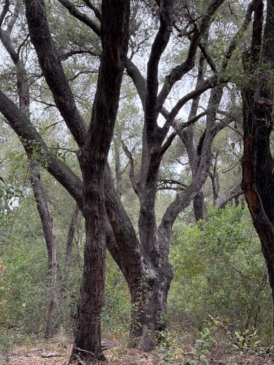 The image depicts a dense forest scene with prominent, dark-barked trees that have gnarled and twisted branches. The canopy overhead is a mix of green foliage and sky, suggesting an overcast day. The ground is covered in fallen leaves and branches. The overall impression is one of a natural, uncultivated environment. This image was taken in Lake Forest, United States of America.
