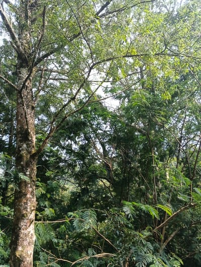 The scene depicts a dense, natural environment, specifically within Lvea Aem District, Cambodia. A large tree trunk, exhibiting mottled bark with light grey and brown patches, is prominently positioned on the left side, extending vertically and branching upwards and to the right. Its branches, some bare and some covered in foliage, interlace with those of numerous other trees and shrubs that comprise the midground and background. The vegetation is characterized by various shades of green, with many leaves displaying a pinnate or fern-like structure. Sunlight filters from above, illuminating the upper canopy and creating bright green highlights on leaves, contrasting with areas of deeper shade. The sky is visible in fragmented patches through the overhead foliage, indicating an outdoor, daylight setting. No individuals, artificial structures, or objects of human origin are present. The overall environment is a verdant, undisturbed wooded area.