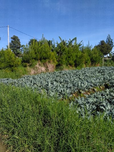 This image depicts an agricultural field under a clear blue sky in Ban Naduan, Laos. The foreground features an area of vibrant green grass, bordered by a narrow dirt path on the left. Immediately behind the grass, occupying the mid-ground, is an extensive cultivated plot of densely packed, leafy green plants, consistent with crops such as broccoli or cabbage. These plants display large, broad leaves. In the background, a line of various trees runs horizontally across the frame. These include several coniferous trees with dark green needles and a cluster of broader-leafed trees, including what appears to be banana plants. A white utility pole with a single overhead wire is visible on the far left of the background, extending vertically. No individuals or active subjects are present in the scene, and no specific actions or interactions are depicted. The environment suggests an agricultural setting with nearby infrastructure.