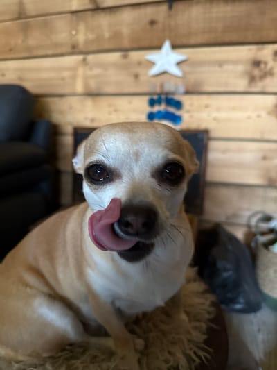A small, light tan and white dog, consistent with a Chihuahua, is centered in the frame, directly facing the viewer. Its dark, round eyes are open, and its pink tongue is extended, appearing to lick its black nose. The dog is positioned on a textured, light brown surface, resembling a shag rug or faux-fur material. The background consists of a wall constructed from horizontal light brown wooden planks. On the upper right section of this wall, a white five-pointed star ornament is visible, with three blurred blue, possibly spherical or disc-shaped, decorations hanging vertically below it. To the left, a blurred dark-colored upholstered furniture item is partially visible. An additional dark, unidentifiable object is present in the blurred lower right background. The scene depicts an indoor setting.