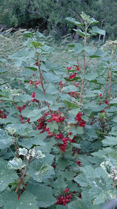 This is a photograph of a red currant bush with ripe berries. The bush is densely packed with green leaves and clusters of small, translucent red berries. Some of the berries are still green, indicating they are not yet fully ripe. The branches of the bush are visible, with a woody texture. The background is blurred and shows more greenery, suggesting an outdoor setting in a natural environment. The lighting appears soft, possibly indicating an overcast day or early morning/late evening. No people or text are visible in the image. The location context is Ak-Terek, Kyrgyzstan.