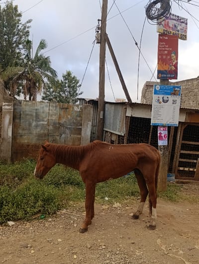 A thin, brown horse stands in a dirt area next to a patch of green vegetation. Behind the horse is a corrugated metal fence and a building with a partially open doorway. Utility poles rise above the structures, displaying advertisements for internet services and gas, along with contact information. A palm tree and other foliage are visible in the background under an overcast sky. The overall scene suggests a rural or underdeveloped urban environment.