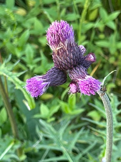 A close-up, eye-level shot captures a cluster of purple thistle flowers in a natural setting, possibly in Le Brassus, Switzerland. The foreground is dominated by the spiky, purple blooms, with some of the petals appearing a lighter, more vibrant shade of pinkish-purple. The flower heads are complex, with multiple layers of spiny bracts. A thin, greyish stem, with a textured surface and a few small brown marks, curves upwards to support the flowers on the right side of the frame. The background is a soft-focus blur of green foliage, indicating a densely vegetated area. The lighting appears to be natural daylight, creating soft shadows and highlights on the plant. There are no people or discernible actions taking place in the image.