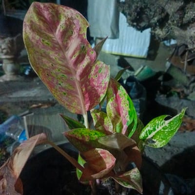 A close-up, low-angle shot captures a vibrant potted plant with variegated leaves in an outdoor setting, likely a garden or courtyard. The plant features large, elongated leaves with a striking pattern of deep pink, light green, and white splotches. Some leaves show signs of damage, with small torn edges and brown spots. The plant is situated in a dark pot, with its base obscured by shadow. In the background, out of focus, are various objects including what appears to be a textured stone structure on the left, a white sheet or tarp, and some dark, rough-textured material that could be rocks or debris. The lighting suggests it is dusk or nighttime, with the plant illuminated by an artificial light source, creating deep shadows and highlighting the colors of the leaves. The environment appears somewhat unkempt, with loose stones and scattered debris contributing to a naturalistic, rather than manicured, outdoor scene. The specific location of Geulanggangbaro, Indonesia, is not visually discernible from the image content.