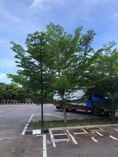 This image depicts an outdoor parking area in Lhoksukon, Indonesia, under a clear, light blue sky with sparse, wispy white clouds. The foreground consists of an asphalt parking lot marked with white lines, indicating parking spaces. A section of the parking lot features four square, dark-colored metal utility covers embedded in the asphalt, with white lines painted around them.
A low curb, painted with alternating black and white stripes, separates the asphalt from a narrow strip of grass. A slender black pole, possibly a light pole, is positioned vertically within this grassy strip in the left-center of the image.
Several trees with dense, green foliage are prominent across the mid-ground. The largest tree stands in the center, with its branches extending upwards and outwards. To its right, a blue truck with a red flatbed trailer is parked, partially obscured by the tree's foliage. A small, rectangular blue sign with white text reading "AREA IPAL" is visible on a black pole in front of the truck. Another tree is located to the far right, also partially obscuring the truck.
In the background, to the left of the parking lot, a dense line of darker green trees is visible behind a wall. No individuals are present in the scene, and the overall environment appears static.