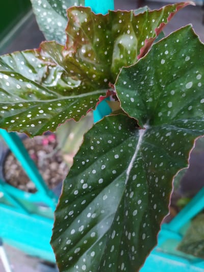 The image shows a close-up of a polka-dot begonia plant. The leaves are dark green with prominent white spots and a reddish-pink serrated edge. The plant is in a pot, which is partially visible, and appears to be outdoors, with a turquoise-colored railing or fence in the background. The background is blurred, showing hints of soil and possibly other foliage. There are no people or specific landmarks to indicate a location within Bilajari, Azerbaijan.