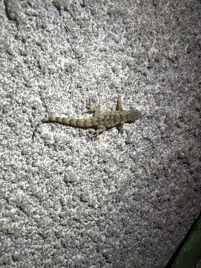 A gecko is pictured on a rough, textured gray wall in Spahievo, Bulgaria. The gecko is facing left, with its body elongated and its tail curving upwards. Its skin is mottled with shades of green and brown, providing camouflage against the wall's surface. The wall itself has a coarse, pebbled texture, with areas of light and shadow creating a sense of depth. A hint of green can be seen in the lower right corner of the image, suggesting the presence of vegetation. The lighting appears to be natural, possibly from daylight, casting subtle shadows on the wall. The overall scene depicts a moment of stillness in an outdoor environment.
