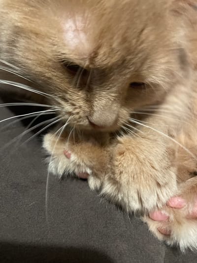 A close-up, eye-level shot captures a ginger cat lying down on a dark gray surface. The cat's head is lowered, and its paws are tucked near its face. The cat's fur is predominantly shades of orange and cream, with some lighter patches on its forehead. Its whiskers are long and white, fanning out from its muzzle. The cat's pink paw pads are visible, with some of its claws slightly extended. The background is dark and blurred, with the focus entirely on the cat's face and paws. The image does not contain any recognizable elements related to the city of Otradnoye, Russia.