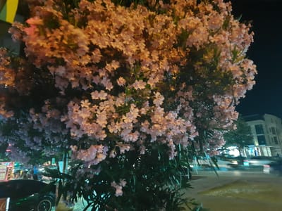 A nighttime street scene in Atakum, Turkey, is dominated by a large bush with abundant light pink and white flowers in the foreground. The flowers and foliage are illuminated by artificial lights, creating a warm glow against the dark night sky. To the right, a blurred building with multiple windows and balconies is visible. Further to the right, streaks of light suggest moving vehicles on a street. In the mid-ground, several cars are parked or moving, their headlights and taillights creating colorful blurs. A black car with a visible wheel is parked on the left side of the image. The overall atmosphere is that of a lively urban environment at night, with the flowering bush providing a natural, decorative element.