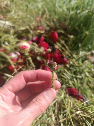 A person's hand gently holds an immature green poppy seed pod with a distinctly hairy stem, positioned in the lower-center of the frame. The seed pod itself is an ovoid capsule topped with a flat, ridged crown. The skin of the hand appears slightly moist or well-hydrated.

The background is a soft-focus blur of lush green foliage, likely grass and other poppy plants, interspersed with numerous bright red elements. These red shapes appear to be fallen poppy petals or fully opened red poppy flowers, suggesting a vibrant bloom. A prominent, closed poppy bud, also covered in fine hairs and displaying a pinkish-red hue, is visible in the lower-left background among the green.

The scene takes place outdoors in bright, natural sunlight, indicating daytime. The light creates clear highlights on the hand and the poppy pod. The overall environment suggests a natural setting, possibly a field or garden abundant with poppies in various stages of growth, located in Goryachevodsky, Russia. The activity depicted is an act of observation or collection, highlighting the botanical details of the poppy. No text is visible in the image.