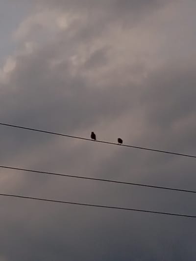 The image shows two birds perched on separate power lines against a cloudy sky. The sky is overcast and appears to be dark, suggesting it might be dusk or a stormy day. The birds are silhouetted against the sky, making it difficult to discern their specific species or features, though they appear to be small songbirds. The power lines are thin and horizontal, stretched across the frame. The overall scene is natural and serene, with no signs of human activity other than the presence of the power lines. There is no visible text in the image. The location context is Kızıl-Bel, Kyrgyzstan, a region known for its natural landscapes. The time of day is likely late afternoon or evening given the dim lighting and cloudy conditions.