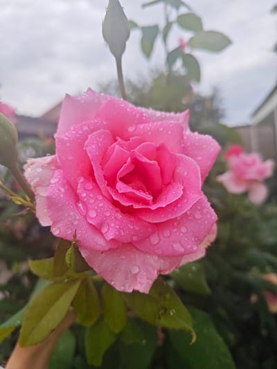 A close-up, eye-level shot captures a vibrant pink rose in bloom, its petals adorned with numerous water droplets. The rose is the primary subject, positioned slightly off-center to the right. Behind it, a blurry background reveals more pink roses, green foliage, and the indistinct shapes of buildings, suggesting an outdoor setting in a garden. The sky above is overcast and light gray. A single green rose bud is visible to the left of the main bloom. The image is sharp and detailed, with a shallow depth of field that blurs the background, drawing focus to the textured petals and glistening water droplets of the foreground rose. The scene is static, with no discernible action or interaction. The location is identified as Береговой сельский совет, Ukraine, suggesting a rural or suburban residential area.