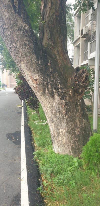 A large, mature tree with rough, gray-brown bark dominates the foreground of the image, leaning away from a paved road. The tree's trunk splits into two main branches, with one angled sharply to the left and the other more upright. The area around the base of the tree is covered in green grass and some fallen leaves. To the left of the tree, the paved road has a white line marking its edge. Beyond the road, a row of small, dark red and green leafy plants runs parallel to the road. In the background, a modern building with white window frames and air conditioning units is visible. A person in a blue jacket and dark pants is walking on the road in the distance, to the left of the tree. The scene appears to be an outdoor urban setting.