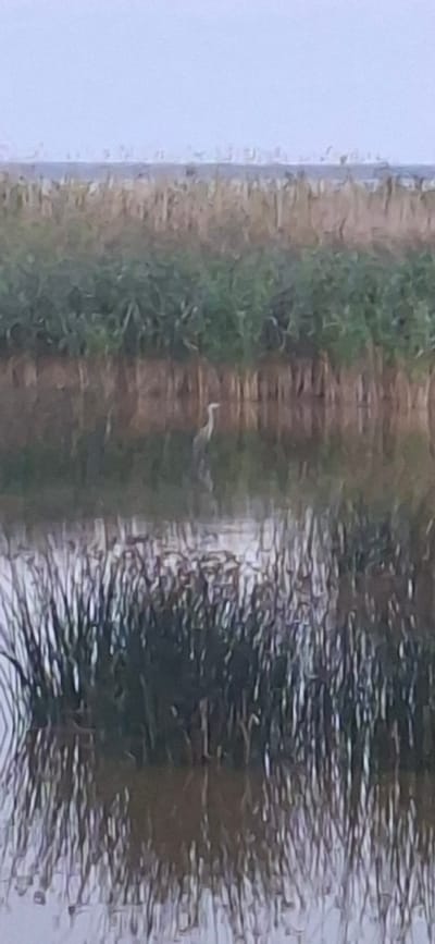 The image shows a slightly out-of-focus view of a body of water with a single heron standing in it. The heron is light gray and white and is facing to the right. In the background, there is dense green vegetation that appears to be reeds or tall grass, and beyond that, a faint line of trees or structures. The sky is a pale, hazy blue. There is no identifiable location within the city of Valma, Estonia, visible in this image.