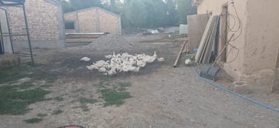 In Mihaylovka, Kyrgyzstan, a flock of approximately 40 white geese are gathered in a muddy area outside a partially constructed brick building. The building has a large pile of gravel next to it. To the right, a tan stucco building with a wooden door and window frames stands, with a shovel leaning against it. The ground is covered in gravel and dirt, with patches of grass. In the background, trees and other structures are visible.