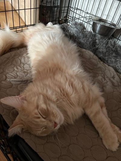 A long-haired, ginger and white cat is sleeping soundly on a brown, quilted mat inside a black metal dog crate. The cat is stretched out, with its eyes closed and its head resting on its paws. Its tail is fluffy and curled up. In the background of the crate, a grey, shaggy blanket and a metal food bowl are visible. The crate is situated on a wooden floor. The location is a residence in Vangaži, Latvia.